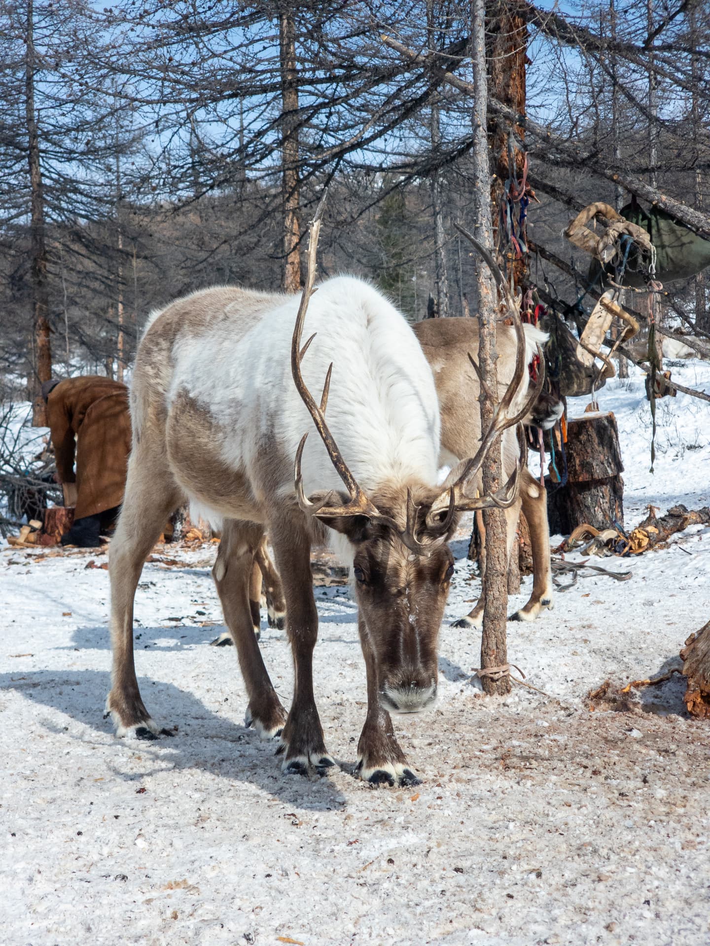Reindeer standing among trees at the Tsaatan winter camp